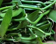 Bibit Vanili Planifolia Super