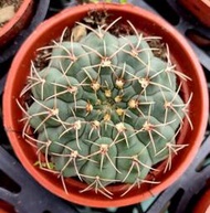 瑞昌玉 仙人掌 室內植物 室外植物 觀賞植物