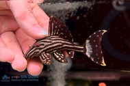 Pleco L190/Royal Pleco /Pleco /Freshwater 哥伦比亚白金皇冠豹异型（Sin Quan Aquaculture Enterprise）