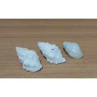 Drupella cornus shell 3 pcs