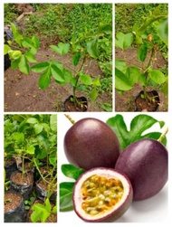 Bibit Markisa Madu Merah