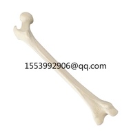 KyrenMed Sawbones Foam Femur Bone Left Right Anatomical model Orthopaedic training Model for Worksho