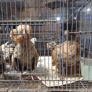 ayam poland sepasang