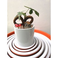 Baba Plastic Saucer 2/Baba 塑料底盆 2/Pelapik Plastik Baba 2