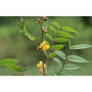pokok senna hantu ready stock