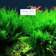【Ocean Zone】Live Moss (Loose Packed in Sealer Bag) - Java Moss / Mini Christmas Moss / Singapore Mos