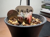 種植/植物 多肉、十二卷 玉露錦