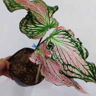 Tanaman hias caladium thaibeuty atau tanaman keladi wayang