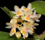 緬甸原生蘭Pholidota articulata (帶多花苞)珍稀種
