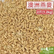 缺《寵物鳥世界》澳洲燕麥 (2斤/1.2kg)│鳥食 鸚鵡 鳥飼料 營養穀物 植物性蛋白質 膳食纖維 YZ005