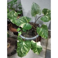 anak pokok homalomena variegated kemoyang variegated