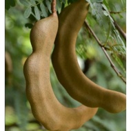 buah asam jawa segar/fresh/ celagi