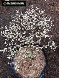 Variegated African Talisay Small Size (Limited Stocks Only) with FREE garden soil plastic pot and ma