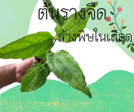 🌱ต้นรางจืดแท้สำหรับล้างพิษ ขับสารพิษสมุนไพรดีมีประโยชน์