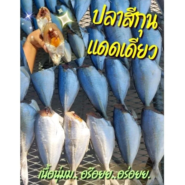 ปลาสีกุนแดดเดียว (สูตรเค็มน้อย) แต่อร่อยนานค่ะ สีกุนแดดเดียว ตัดหัว เนื้อนุ่มอร่อย
