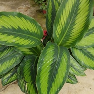 Calathea beuty star..