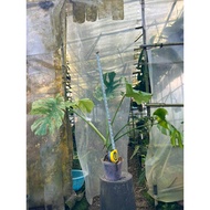 Monstera deliciosa 'Sphinx Full Mint' (Rare Monstera / Collector Plant)