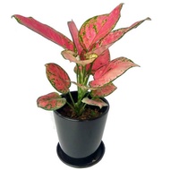 Aglaonema Red Plant - Fresh Gardening Indoor Plant Outdoor Plants for Home Garden