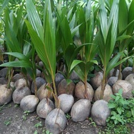 fresh bibit kelapa kopyor kultur jaringan murah