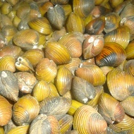 kerang remis laya air tawar obat liver