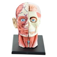 4D Assembled Humans Skeleton Anatomical Model Brain Nasal Oral Pharynx Larynx Cavity Model Anatomia 
