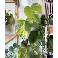 MONSTERA AUREA VARIAGATED MONSTERA AUREA