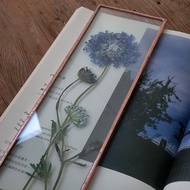 植物圖鑑∣藍色翠珠花∣玻璃鑲嵌∣花草標本