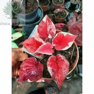 PROMO!!!! Promo BIG BONGGOL caladium dwi warna-BIBIT CALADIUM