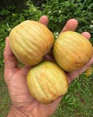 cây giống mận điều vàng jamaica mau cho trái