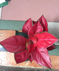 Aglaonema suksom