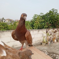 Burung Dara sepasang giring keras