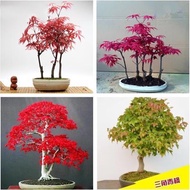 Huaishi Yuandong Four Seasons REDLEAF Green Leaf Ornamental Bonsai Plant Tree Seeds American Red Maple50Granule