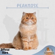 Kucing Persia Peaknose Ready Kak