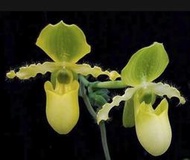 Paph.primulinum (原生種)  / 拖鞋蘭瓶苗