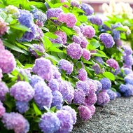 LOCAL READY STOCK 50pcs Hydrangea Seeds Bonsai Flower Seeds Perennial Garden Flowers Seeds Outdoor P