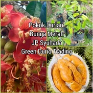 ANAK POKOK DURIAN BUNGA MERAH JP SYUHADA