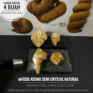 Fosil Keong Semi Crystal Natural B5 atau Fosil Kerang atau Fosil Gastropoda atau Fossil Temuan atau 