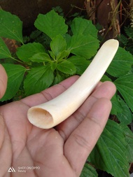 Pipa once iga duyung 10.cm model tarduy