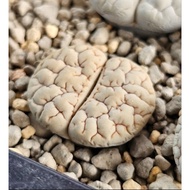 Lithops Gracilidelineata C189A/C374A/C373A/C261A 优选荒玉拿铁latte succulent plant