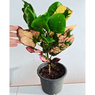 Pokok Puding Thailand ID : Lukmai Cantik (Rare Item) 🔥
