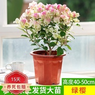 European Bud Double Leaf Bougainvillea Potted Plant with Flower Climbing Vine Garden Plant Old Pile Multi-Color Flower