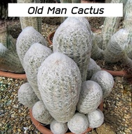 [ถูกที่สุด] Old Man Cactus,แคคตัสกระบองผู้เฒ่า,กระบองเพชร,ไม้อวบน้ำ,ต้นไม้,คอนโด