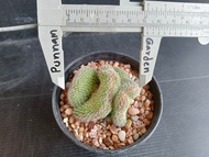 🌵💥 รวมคริสตาต้า 💥🌵 Cristata cactus  ไม้ชำหน่อ ขนาด 4-8 ซม.ต้นกระบองเพชร ต้นแคคตัส (แคคตัส กระบองเพชร)
