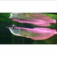 READY ikan arwana silver red size 20-25cm/ikan hias arwana predator