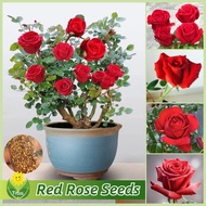 เมล็ดพันธุ์ กุหลาบสีแดง เมล็ดดอกกุหลาบ บรรจุ 100 เมล็ด Red Rose Flower Seeds for Planting เมล็ดดอกไม้ บอนไซ ต้นกุหลาบ ดอกไม้จริง ต้นดอกไม้สวยๆ บอนสี พันธุ์ดอกไม้ ไม้ประดับ ต้นไม้มงคล บอนสีพันหายาก แต่งบ้านและสวน ของแท้ 100% ปลูกง่าย เหมาะกับมือใหม่หัดปลูก