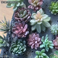 ENEXANDERYC Green Desktop Bedroom Fake Plants Living Room Ornament Artificial Succulents Plants