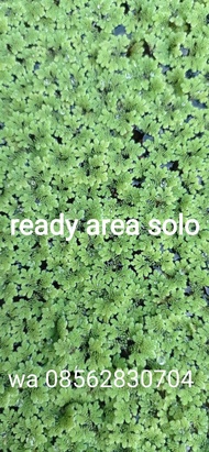 azolla solo