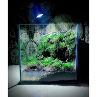 Paludarium (FOREST CREEK COLLECTION) - Mossy Grotto