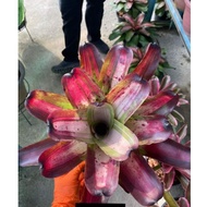 💥SALE  💥Mother Plant of Bromeliad (Neo No ID 1) include Pot