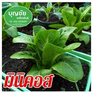 เมล็ดผักสลัด มินิคอส 100 seed (ซื้อ5 แถม1) / เมล็ดพันธุ์ / เมล็ดพันธุ์พืช / เมล็ดผัก คุณภาพดี อัตราก